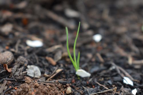 Week 5 Spinach 